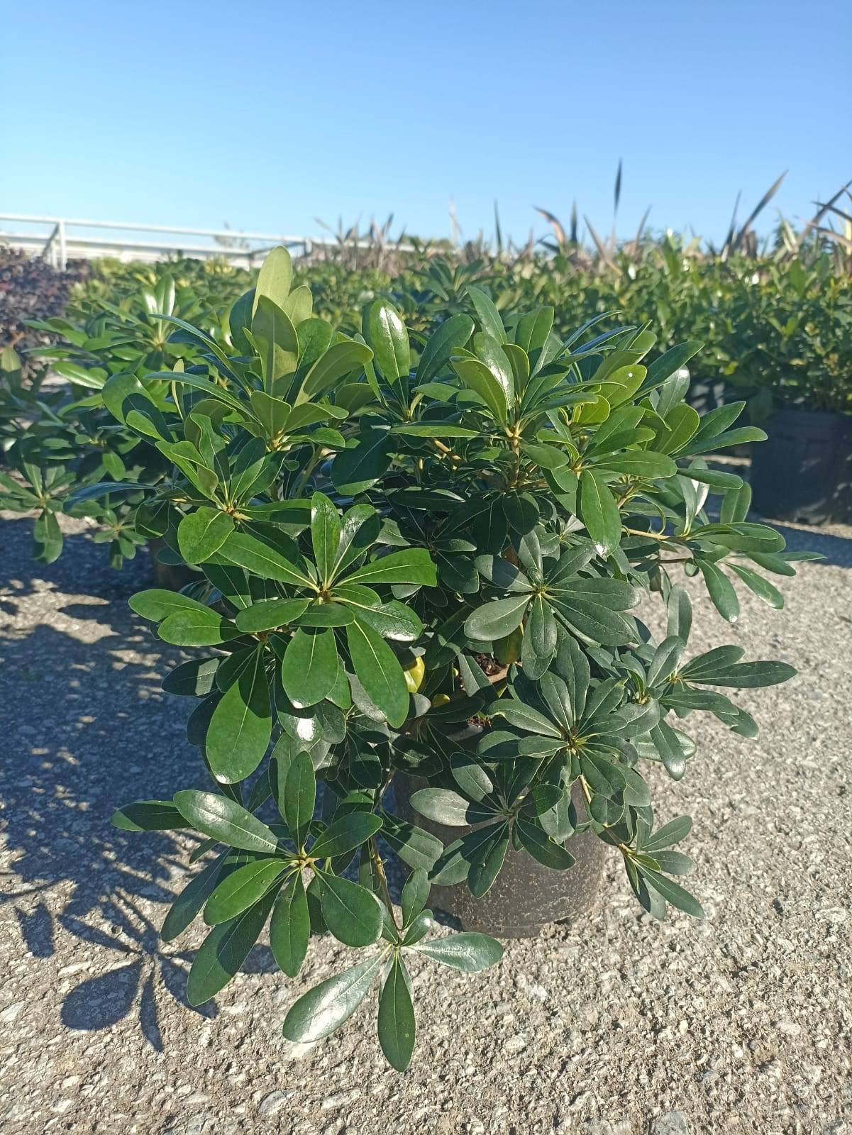 Pittosporum Tobira Nana
